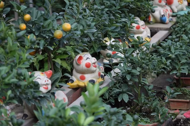 Để phục vụ cho dịp đón Xuân Kỷ Hợi 2019, các nghệ nhân thuộc phường Tứ Liên đã sáng tạo trồng quất bonsai trên lưng các chú “ỉn” bằng sứ, ngầm thể hiện mong muốn một năm Hợi no đủ, ấm áp.