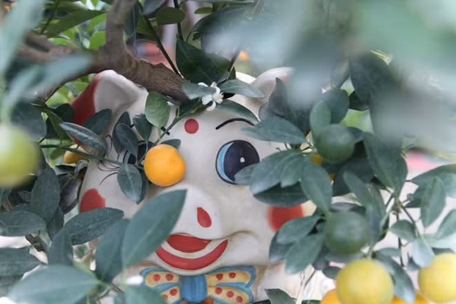Hầu hết những chú heo đất dễ thương đều được các chủ vườn đặt mua từ Bát Tràng.