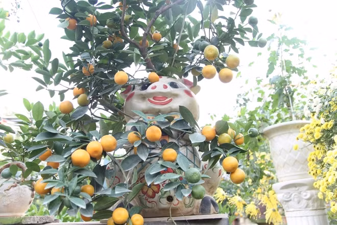 Năm nay, do thời tiết nắng ấm kéo dài nên nhiều cây quất bonsai đã bị chín vàng