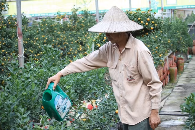 Để cây quất có thể ra nhiều quả và có thế đứng độc đáo, mỗi ngày anh Nguyễn Tiến Mạnh đều phải bỏ ra 4-5 tiếng đồng hồ để làm công việc cắt tỉa lá, tạo hình cây.