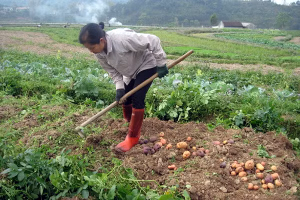 Khoai tây Việt Nam có nhiều ưu điểm riêng.