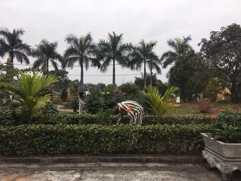 Thuyên đang cắt tỉa cây cảnh trong khu vườn trước cửa phân trại số 2.