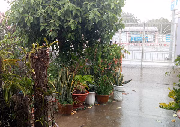 Trận mưa vàng giải nhiệt sau nhiều ngày nắng nóng khiến người dân vui mừng.
