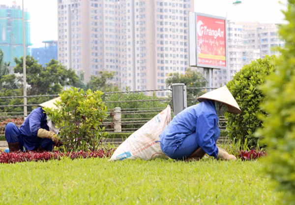 Kinh phí cắt tỉa cây xanh của Hà Nội được dư luận đặc biệt chú ý trong năm 2016.