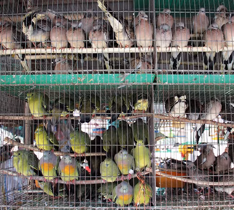 Những lồng chim chờ phóng sinh.