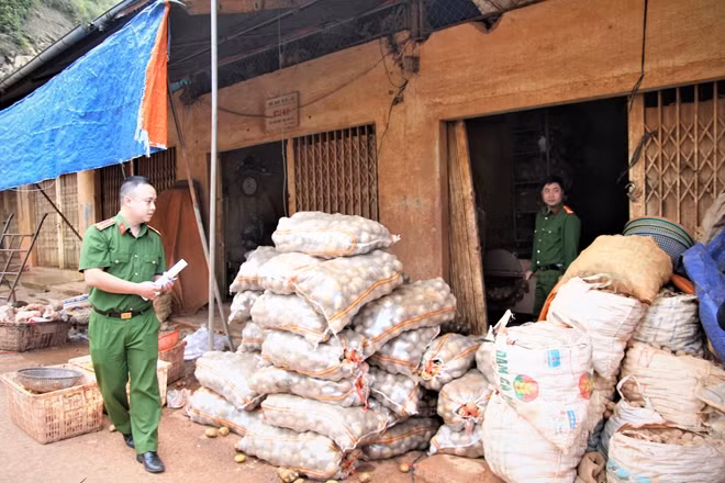 Cảnh sát kinh tế Công an TP Đà Lạt phát hiện một vụ khoai tây Trung Quốc làm giả thành khoai tây Đà Lạt ngày 21-8.