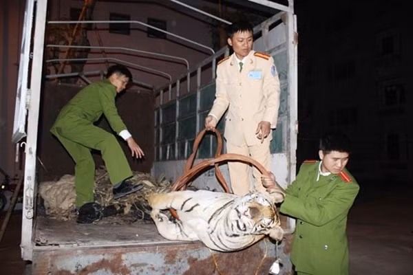 Bắt giữ vụ vận chuyển trái phép động vật hoàng dã.
