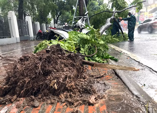 Mưa lớn kéo dài cũng khiến cây xanh ngã đổ trên đường Nguyễn Thái Học.