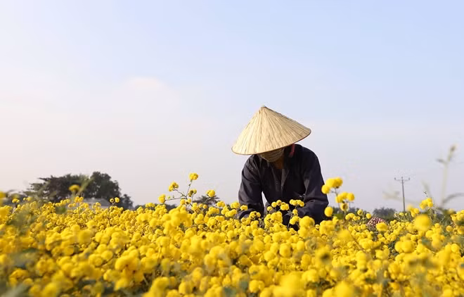 Theo người dân ở đây, hoa cúc chi có chất lượng tốt nhất khi vừa nở, không còn nụ và cũng chưa kịp tàn. Mỗi dịp thu hoạch chia làm hai đợt cách nhau khoảng một tháng.