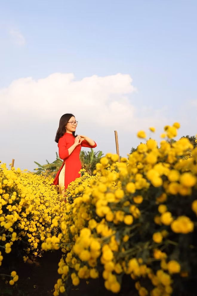 Thiếu nữ Hà thành thả dáng bên cánh đồng hoa cúc chi vàng rực.