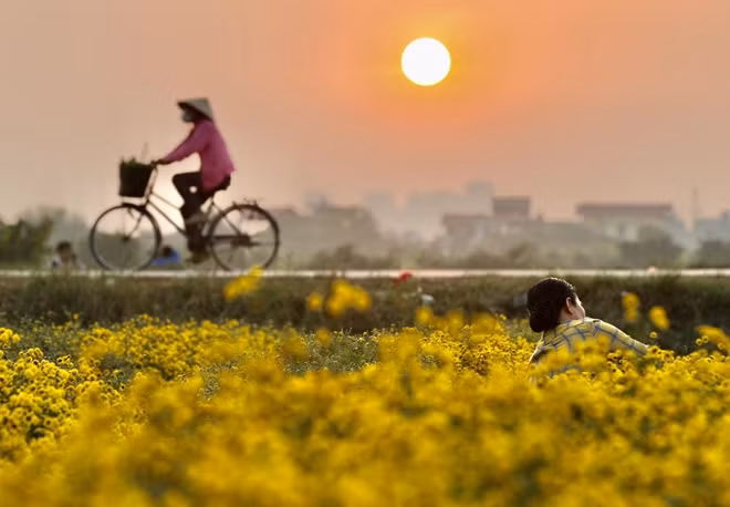 Cúc vàng rực ở Nghĩa Trai cũng báo hiệu một cái Tết đang cận kề.