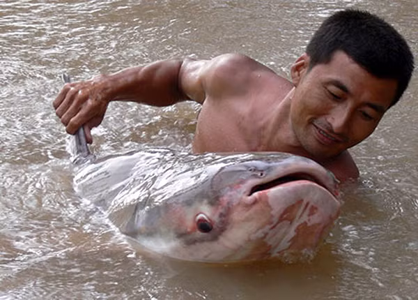 Cá tra dầu “khủng” (nặng 86kg) được cho là có nguồn gốc từ Biển Hồ từng được ngành Nông nghiệp An Giang đưa về trại giống để dưỡng, sau đó trả về tự nhiên. Ảnh B.M
