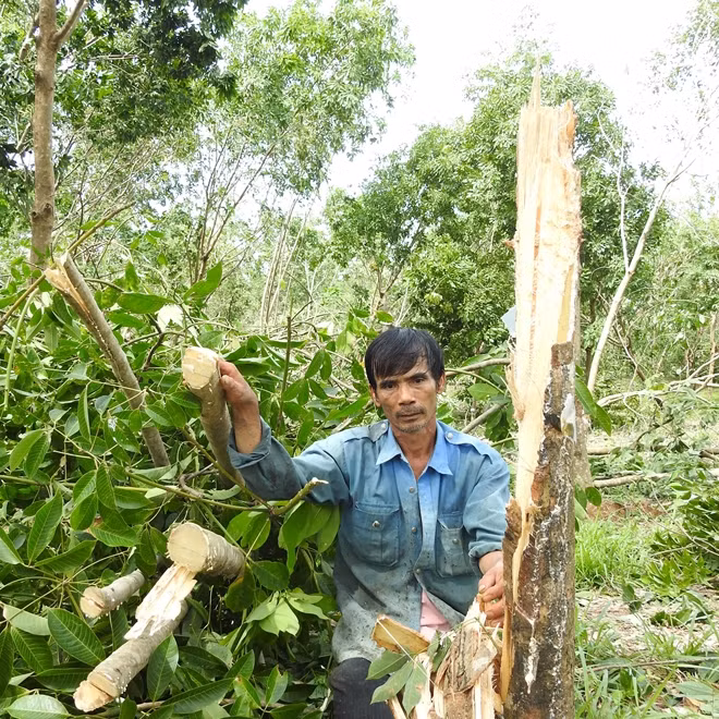 Chủ tịch UBND xã Vĩnh Trung - Phan Ngọc Khoa giữa vườn cây cao su của người dân địa phương bị bão dữ làm gãy đổ la liệt.