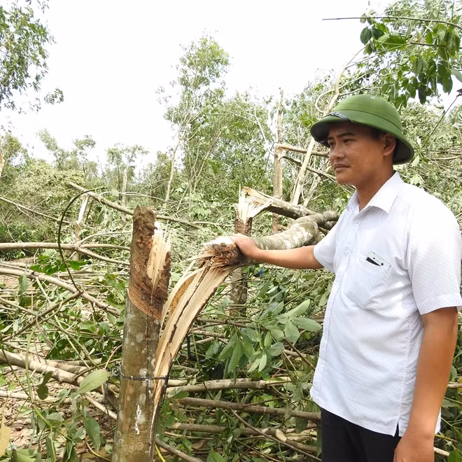 Chủ tịch UBND xã Vĩnh Trung - Phan Ngọc Khoa giữa vườn cây cao su của người dân địa phương bị bão dữ làm gãy đổ la liệt.