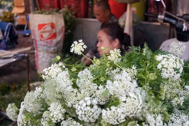 Trăm hoa đua 'sắc' tại chợ hoa lớn nhất Hà Nội đêm trước ngày 8-3