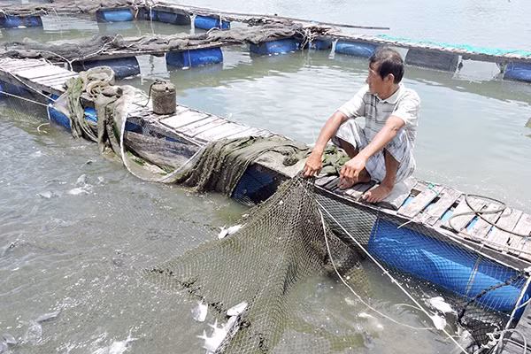 Các lồng bè trên sông Chà Và. Các lồng bè trên sông Chà Và.
