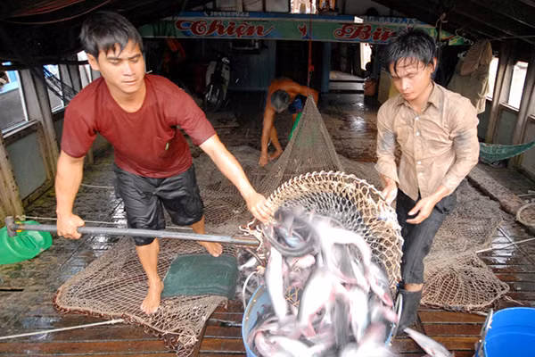 Hiện nay, Trung Quốc là thị trường tiêu thụ khá mạnh cá tra tại ĐBSCL.