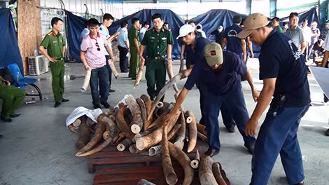 Hàng chục tấn ngà voi nhập lậu qua cảng Cát Lái. Hàng chục tấn ngà voi nhập lậu qua cảng Cát Lái.
