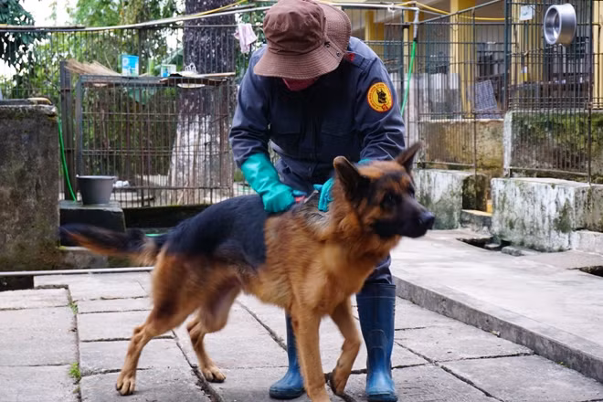 Chăm sóc, chải lông cho chó trước khi bước vào huấn luyện.