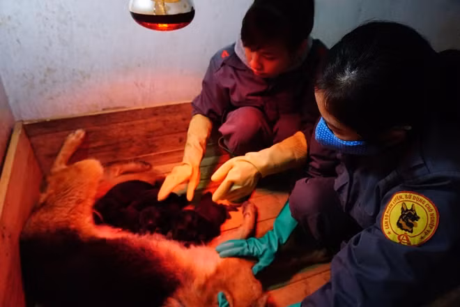 Chăm sóc cho chó con làm nguồn lực cho việc huấn luyện sau này.