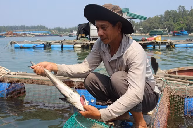 Cá bớp chết hàng loạt khiến gần 100 hộ dân thiệt hại hàng tỷ đồng.