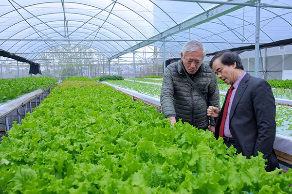 Mô hình trồng rau thủy canh áp dụng thử nghiệm chế phẩm sinh học Lacto Power do Viện Công nghệ GFS thực hiện bước đầu khẳng định hiệu quả.