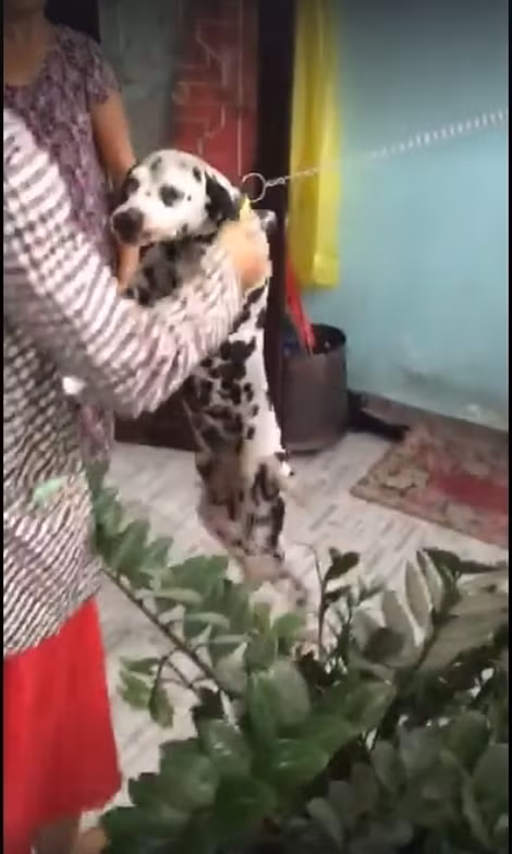 ''Nàng'' Leo mừng rỡ khi về lại căn nhà quen thuộc của mình, trong vòng tay người chủ già. ''Nàng'' Leo mừng rỡ khi về lại căn nhà quen thuộc của mình, trong vòng tay người chủ già.