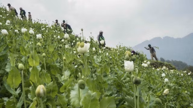 Cánh đồng nha phiến ở Bắc Myanmar.