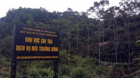Thu hơn 490 tỷ đồng từ dịch vụ môi trường rừng