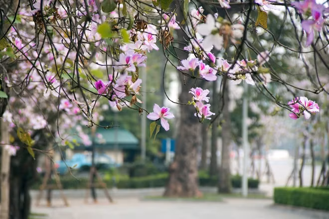 Vẻ đẹp nao lòng của hoa ban Tây Bắc
