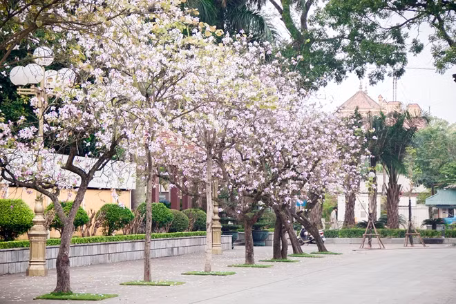 Hàng cây hoa ban đua nhau khoe sắc trong cái tiết trời có phần ương bướng và khó chịu của mùa xuân nơi thủ đô Hà Nội.