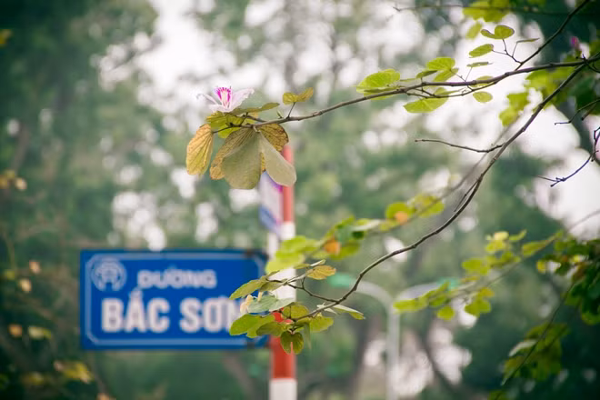 Nhắc đến hoa ban Tây Bắc, hẳn nhiên những người con của mảnh đất Tây Bắc khi đi xa đều nghĩ tới phố Bắc Sơn vào mỗi độ tháng 3 về. Giữa những cơn mưa xuân đang giăng phủ là sắc hoa hồng tím của hoa ban.