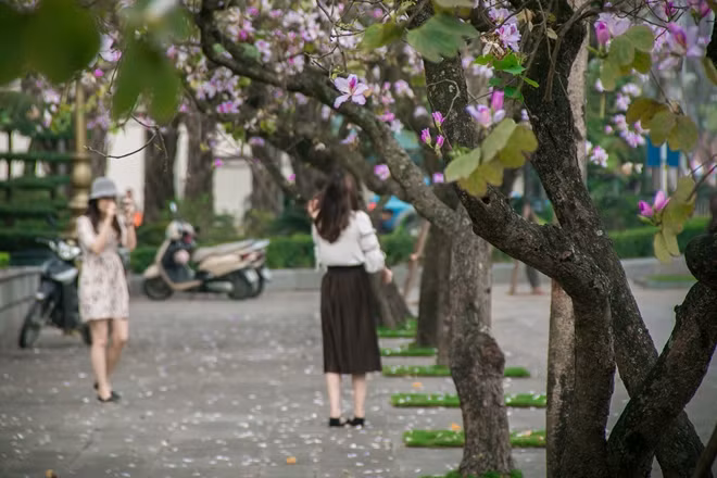 Vẻ đẹp quyến rũ của hoa ban thu hút rất đông bạn trẻ tới với con phố Bắc Sơn, ai cũng muốn lưu lại cho mình những hình ảnh đẹp nhất bên loài hoa biểu tượng của núi rừng Tây Bắc.