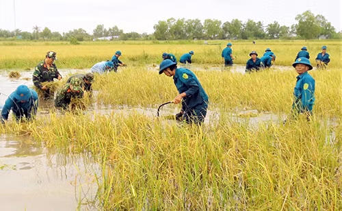 Lực lượng vũ trang giúp người dân thu hoạch lúa bị ngập úng tại huyện Trần Văn Thời (tỉnh Cà Mau).