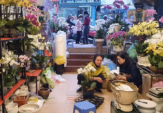 Thị trường hoa, cây cảnh phong phú dịp Tết.