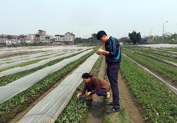 Sản xuất rau hữu cơ phải tuân thủ những quy định hết sức nghiêm ngặt. Sản xuất rau hữu cơ phải tuân thủ những quy định hết sức nghiêm ngặt.