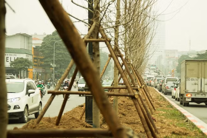Cây phong lá đỏ vốn là loại cây ôn đới được trồng tại khá nhiều nước trên thế giới. Ở khu vực châu Á, Phong lá đỏ được một số nước như Hàn Quốc, Trung Quốc trồng tương đối nhiều. Phong lá đỏ được trồng trên đường Trần Duy Hưng có chiều cao khoảng 7m, đường kính 20- 25cm.