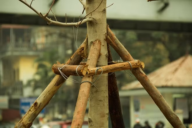 Cây được các công nhân rào giữ chắc chắn trong thời gian đầu mới được trồng để đảm bảo sự phát triển cho cây.