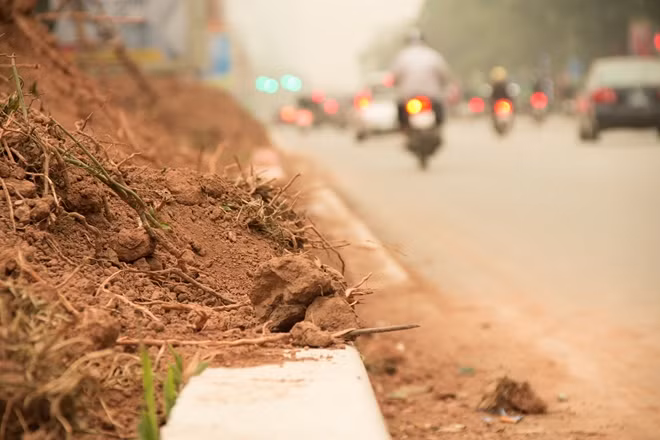 Sau đường Trần Duy Hưng, Hà Nội sẽ tiếp tục trồng mới cây phong lá đỏ trên một số tuyến đường khác nhưng Láng Hạ và Nguyễn Chí Thanh.