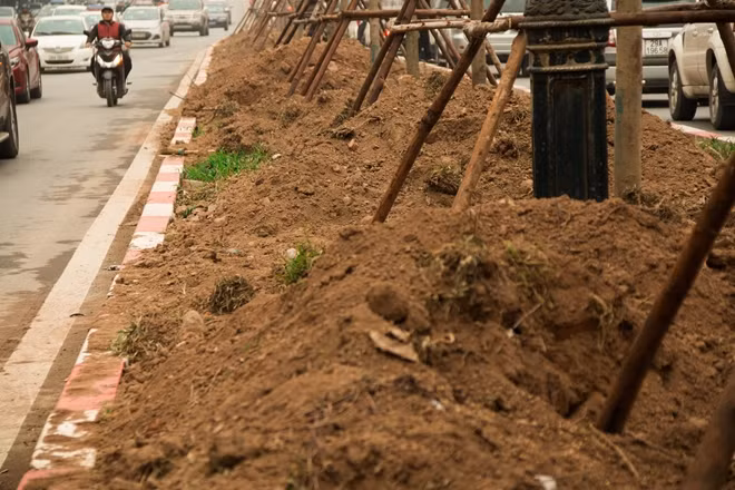 Nhận định về khả năng phát triển của cây Phong lá đỏ, GS.TS Lê Đình Khả - nguyên Viện trưởng Viện Nghiên cứu giống và Công nghệ sinh học lâm nghiệp cho rằng, rất khó để chắc chắn được loại cây này bởi khí hậu ở miền Bắc thay đổi thất thường. Việc chăm cây đặc biệt là vào mùa hè sẽ tốn công và vất vả hơn.