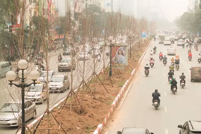 Theo chuyên gia nông nghiệp Nguyễn Lân Hùng cho biết, phong lá đỏ là cây rất phù hợp với đô thị bởi chiều cao chỉ khoảng 5 – 6m, đường kính chỉ ở mức 30 phân, tán cây đẹp. Vào thời điểm cây đâm chồi, ra lá đường phố sẽ được nhuộm màu xanh mát mắt còn khi lá già, lá cây lại cho ra màu đỏ vô cùng rực rỡ.