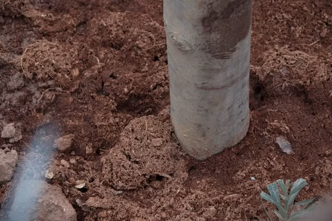 Toàn thành phố hiện đã trồng được khoảng 500.000 cây. Hà Nội đang đặt mục tiêu trồng mới một triệu cây xanh vào năm 2020. Đến năm 2030, tăng diện tích cây xanh đạt 8 m2/người và thành phố đang nỗ lực đáp ứng nguyện vọng của người dân về tăng diện tích cây xanh, mặt nước.