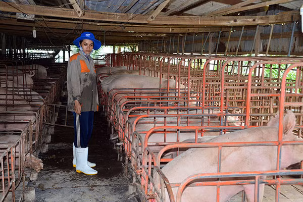 Nhiều hộ chăn nuôi tại Đồng bằng sông Cửu Long không tái đàn vì lo giá lợn tiếp tục giảm.
