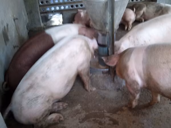 Heo được nuôi chất tạo nạc Salbutamol bị giòn xương sắp tới ngày xuất chuồng thường không đứng nổi, phải ngồi để ăn.