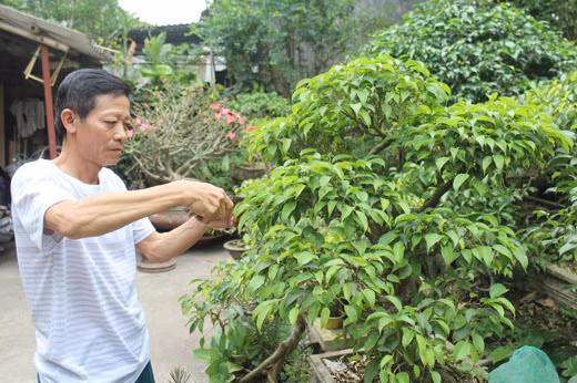 Anh Chính đang chăm tỉa cây cảnh.