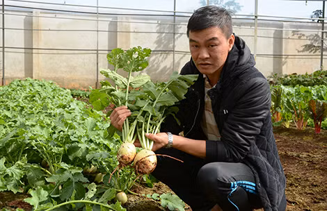 Thế Anh bên luống rau cải trắng ruột đỏ giống Nhật.