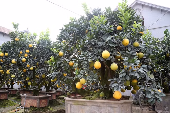 Có những cây bưởi trên 50 tuổi có giá gần 200 triệu đồng đang được chăm sóc chờ ngày khách hàng đến lấy. Anh Hoàng Văn Mến - chủ vườn bưởi cổ thụ này cho biết, cây bưởi hơn 50 năm tuổi được anh mua về và chăm sóc cũng được 5 năm. Đến vụ Tết Nguyên đán năm nay, cây bưởi này đã đạt độ đẹp nhất sau nhiều năm chăm sóc và đã có người đặt mua.