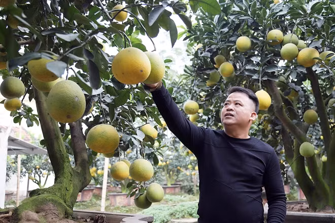 "Trong vườn nhà tôi có những gốc bưởi cổ thụ tuổi thọ lên tới 60 - 70 năm, tự ra 50 quả, tôi cấy ghép thêm 250 quả”, anh Mến cho biết thêm.