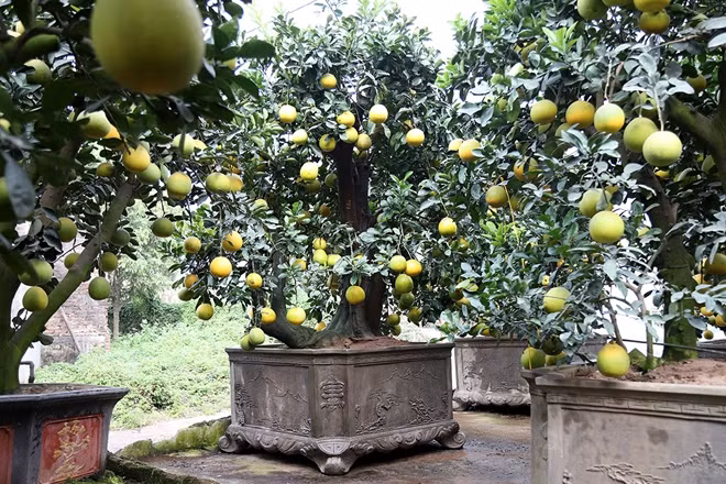 Tuy còn hơn một tháng nữa mới đến Tết Nguyên đán nhưng nhiều cây bưởi đã được đặt mua và gửi lại nhờ gia đình anh chăm sóc, chờ cận Tết mới chuyển về.