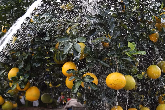 Năm nay có nhiều thế bưởi cổ thụ độc lạ như tình mẫu tử, phu thê hay quần tụ... gá bán dao động từ 30 triệu đồng tới 100 triệu đồng một cây. Đặc biệt có những cây siêu độc có giá trị lên tới gần 200 triệu đồng.
